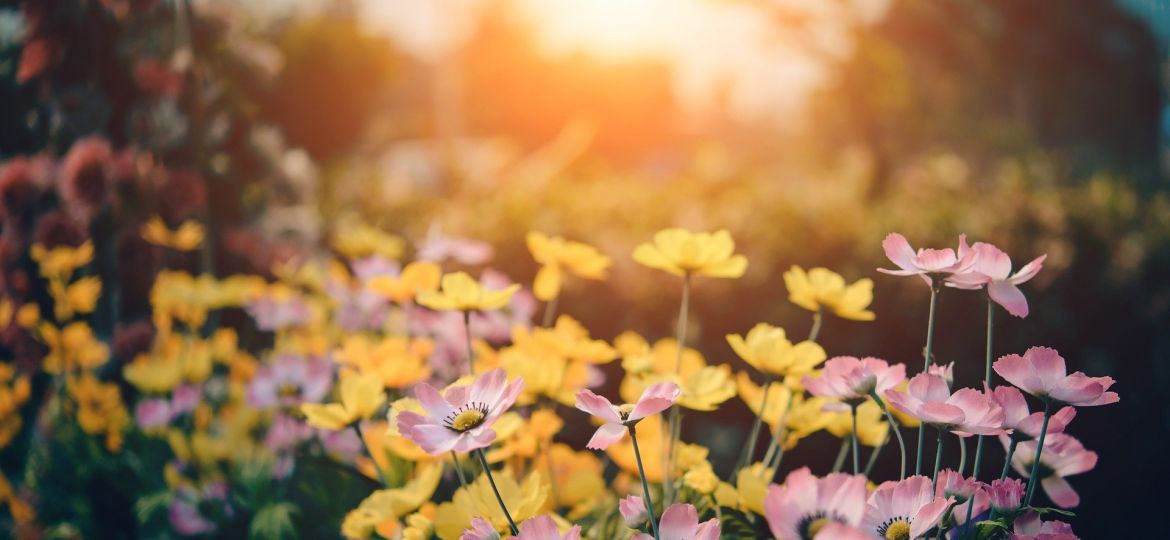 sunrise_flowers