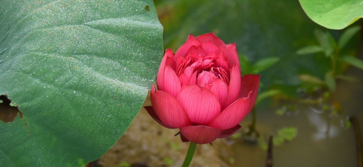 lotus-flowers-4281252_1280