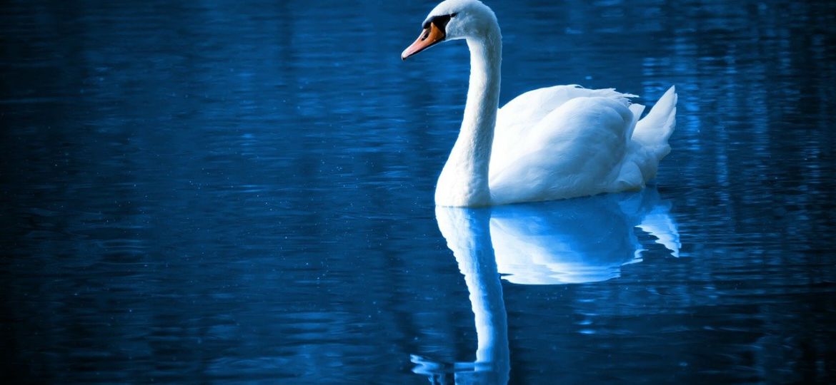 swan-16736_1280