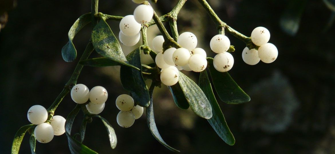 mistletoe-berries-16393_1280