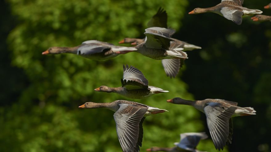 flock-of-birds-350290_1920-thegem-blog-default