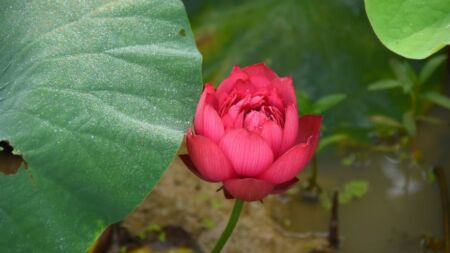lotus-flowers-4281252_1280-thegem-blog-default