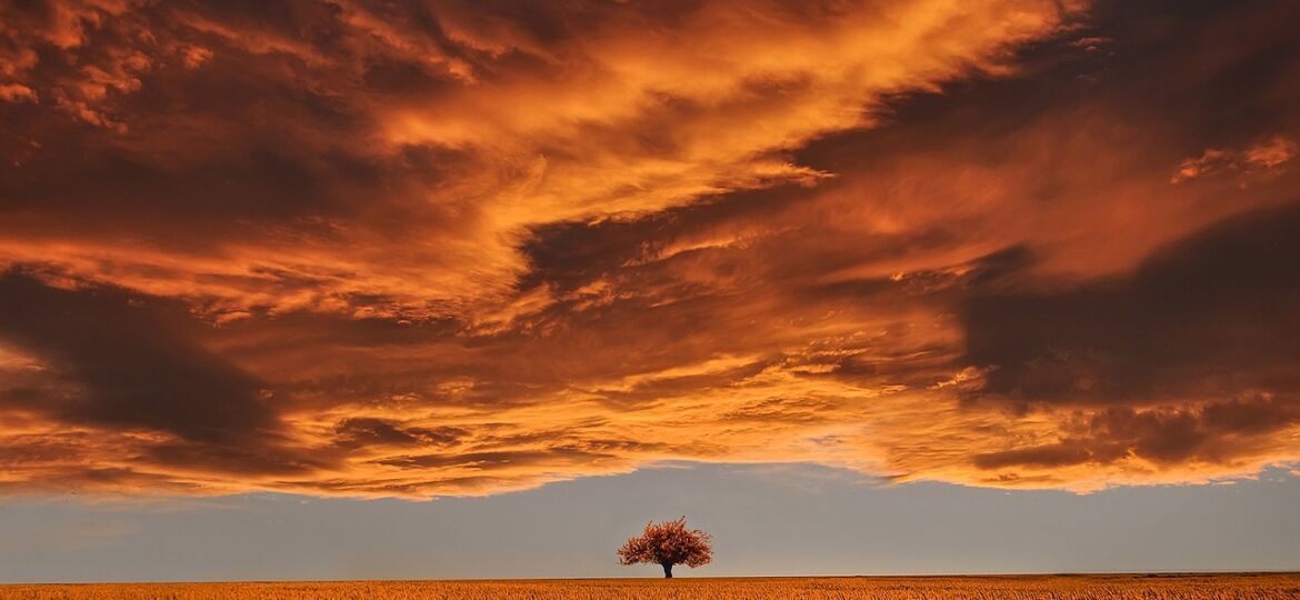 tree-736875_1280