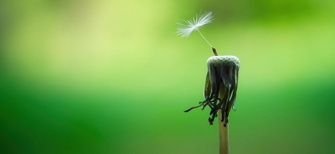 dandelion-5178095_1280