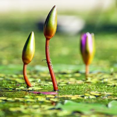 water-lilies-1388690_1280